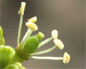 upload/Aktuell/Bluete07-1.jpg