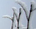 upload/Aktuell/Dez07klein.jpg