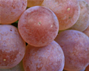 upload/Aktuell/RV0801.jpg