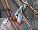upload/Aktuell/Rebschnitt07.jpg