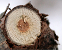 upload/Aktuell/Rebschnitt09.jpg